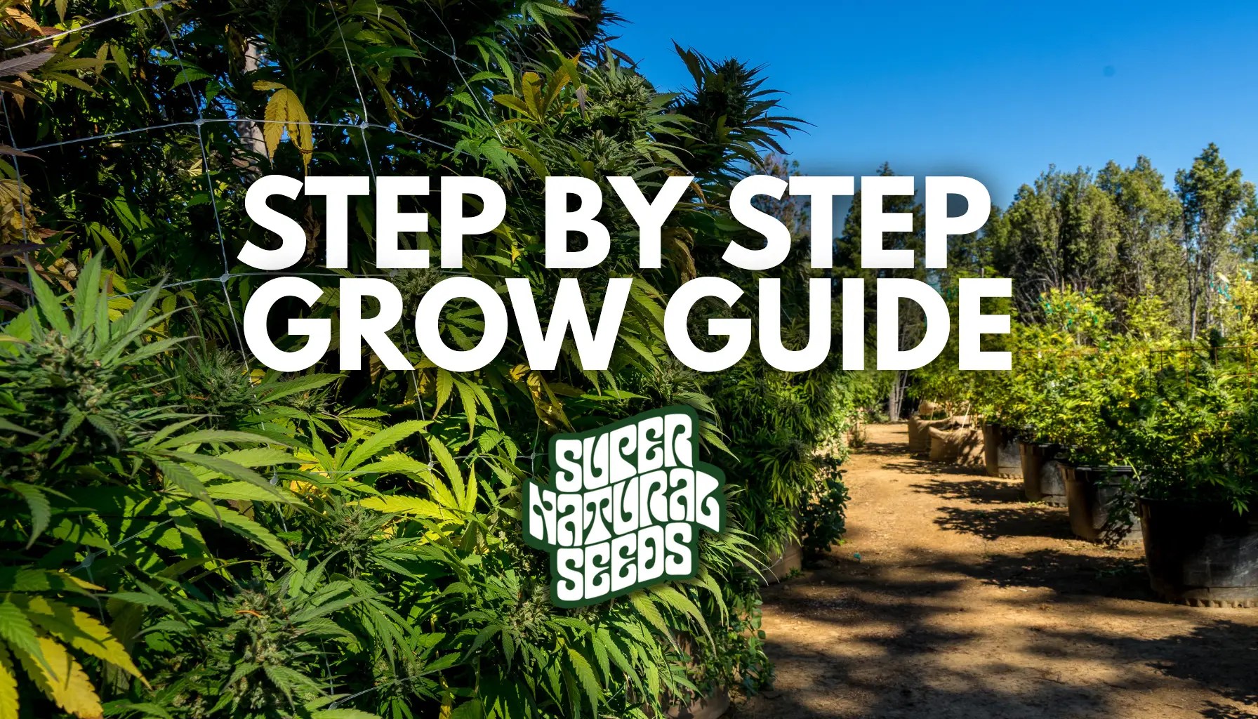 Step-by-step visual guide showing how to grow cannabis from seeds for beginners
