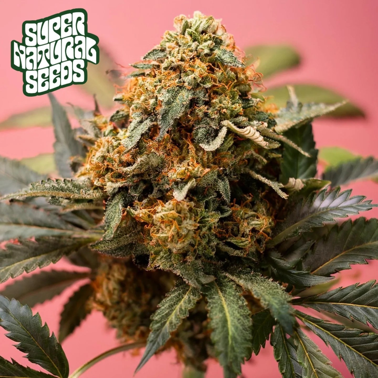 Pineapple Coconut Auto Supernatural Seeds
