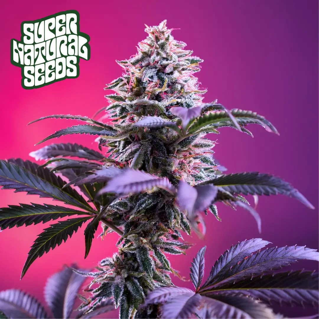 Pink Skunk Auto strain supernatural seeds