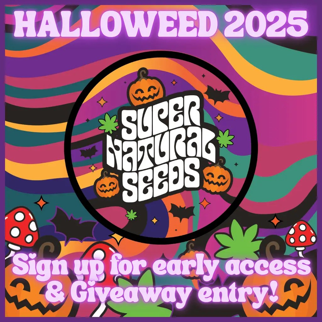 Halloweed Cannabis Seeds 2025