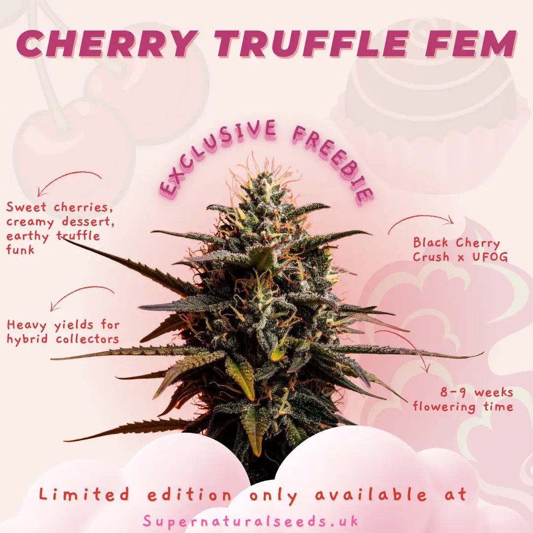 cherry truffle strain cannabis seeds supernatural seeds uk