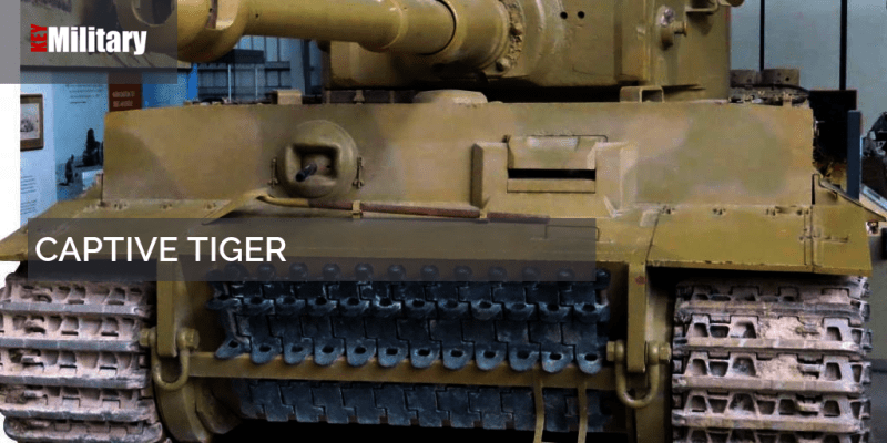 Captive Tiger - Ultra HD Gradient Design - Ultra HD