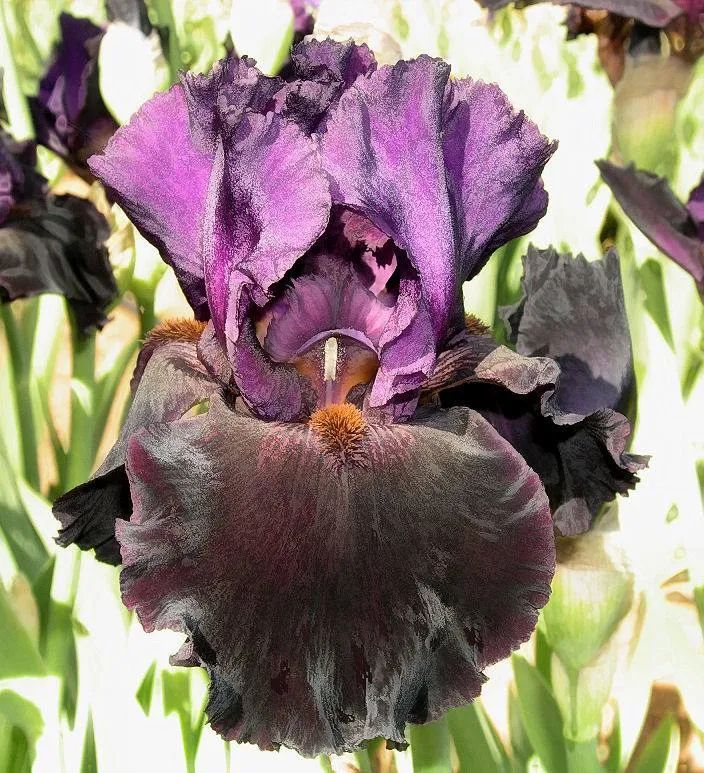 Storm Lord Superstition Iris - Premium Gradient Image Gallery - HD