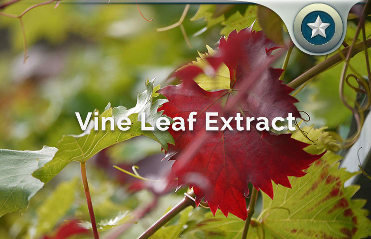 pix Red Vine Leaf Lowers Blood Pressure red vine leaf extract review varicose