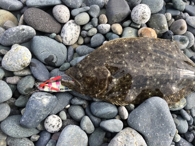 ジグパラスローでちっちゃいヒラメ ソゲばかりの西湘サーフ