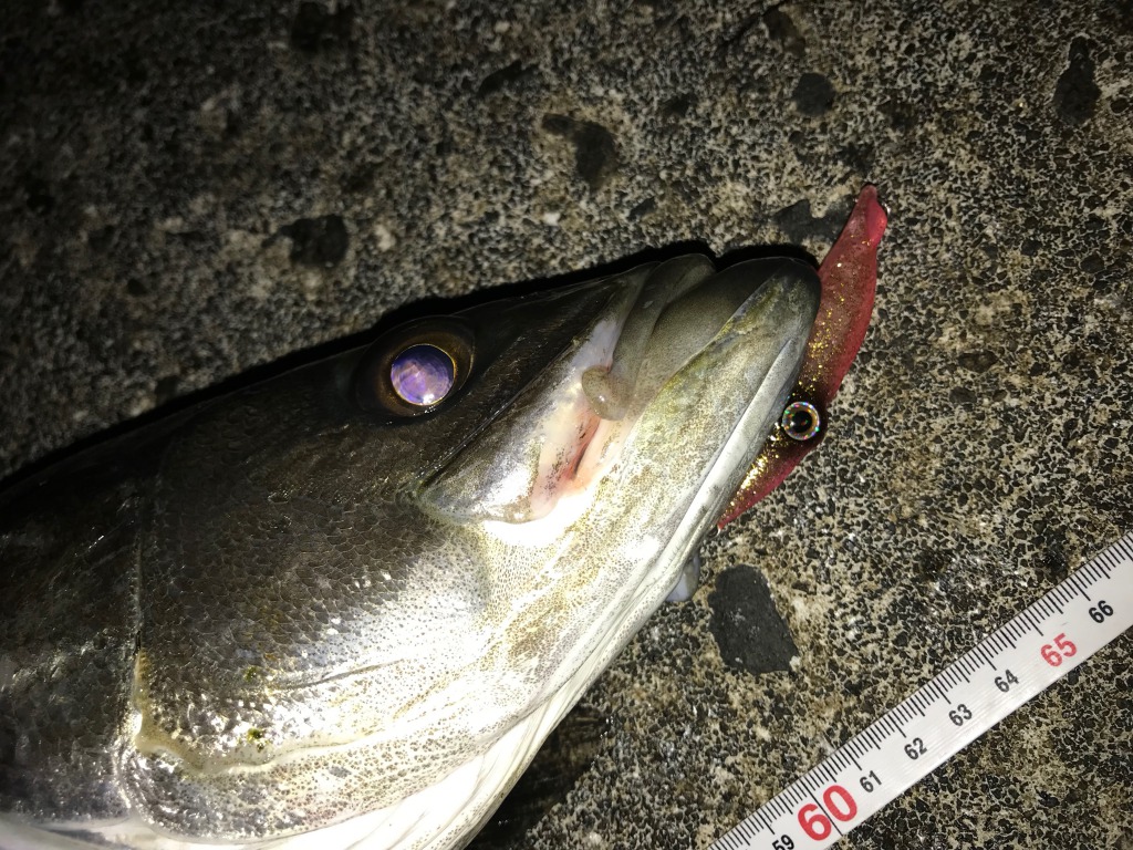 劇寒 劇渋と思っていたら のホタルイカパターン釣行 富山遠征19春