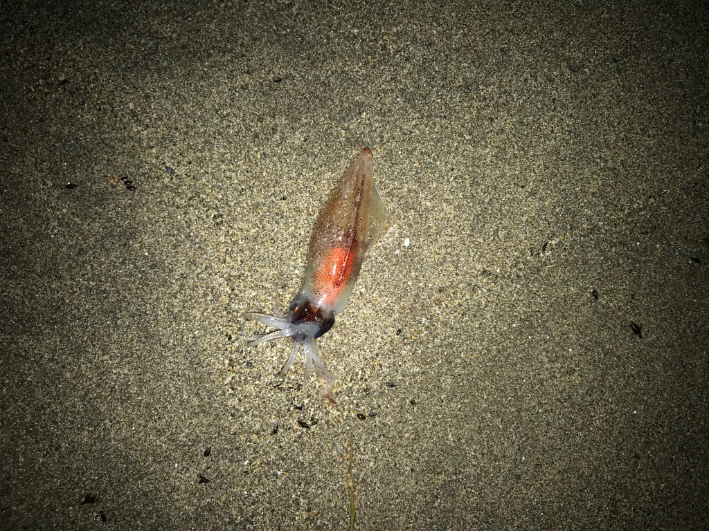 県外遠征組でも勝機あり ホタルイカパターン攻略へのポイントやルアー選択を解説