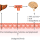 Treat your gut microbiota as one of your organs
