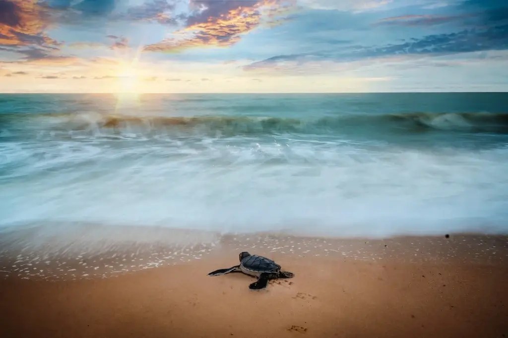 Bebe tortugas hacia el mar