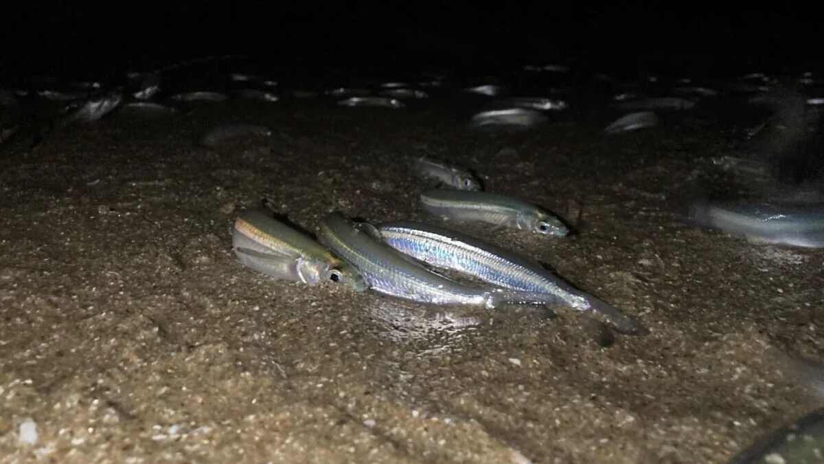 grunion-run-fishing-unlock-the-secrets-to-success