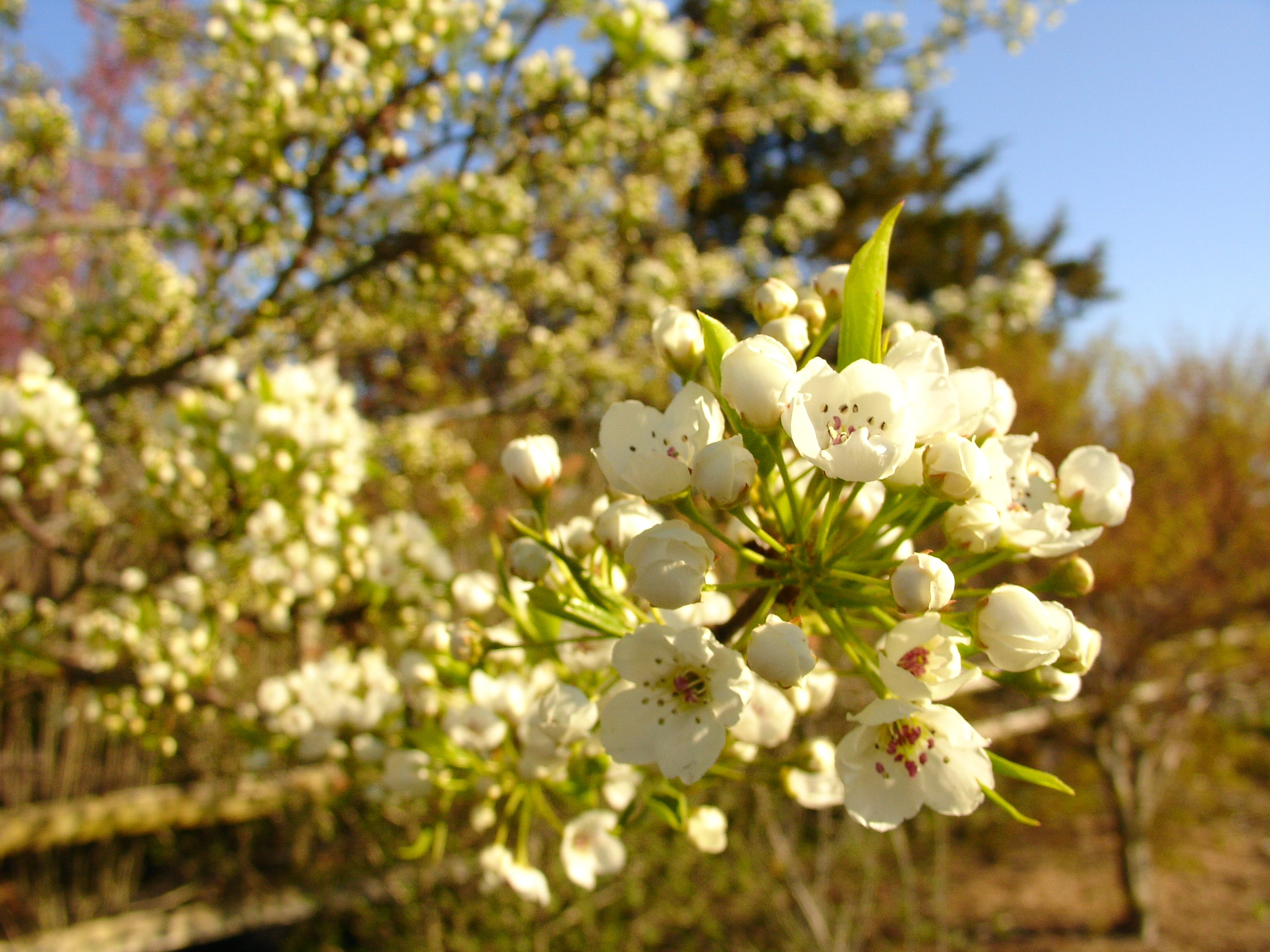 Stop The Spread Of Invasive Callery Pear Tree Hybrids Columbia Parks And Recreation