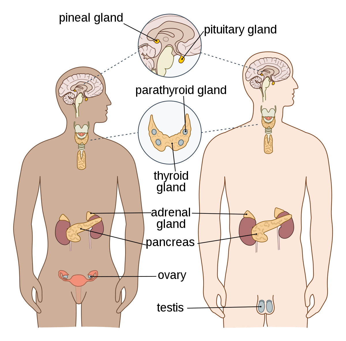 endocrine surgeon in Delhi NCR
