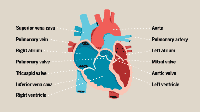 The heart contains four inner chambers: Anatomy Of The Human Heart Surgmedia