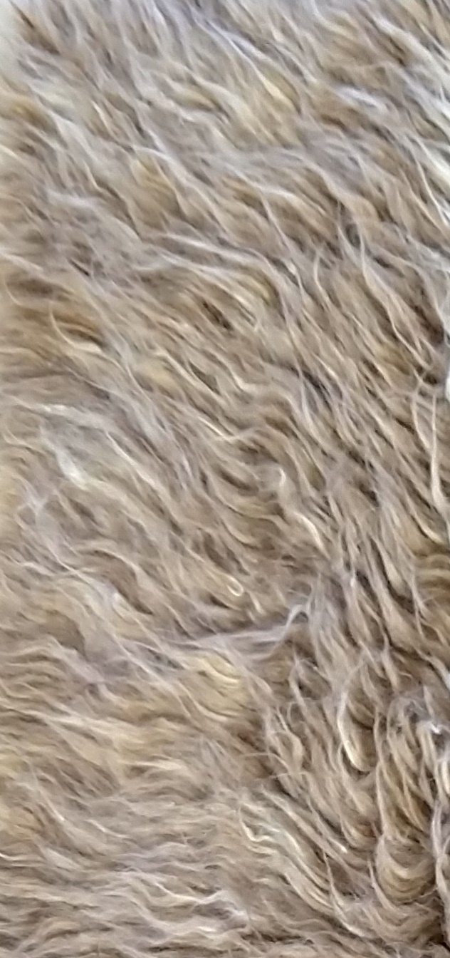 Suri Persian long-Beige