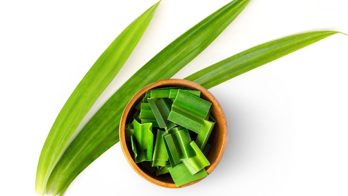 Dalam beberapa kesempatan, seringkali kita diminta untuk memperkenalkan diri di depan orang banyak. Cara Tanam Pokok Pandan Tanpa Tanah Surihack