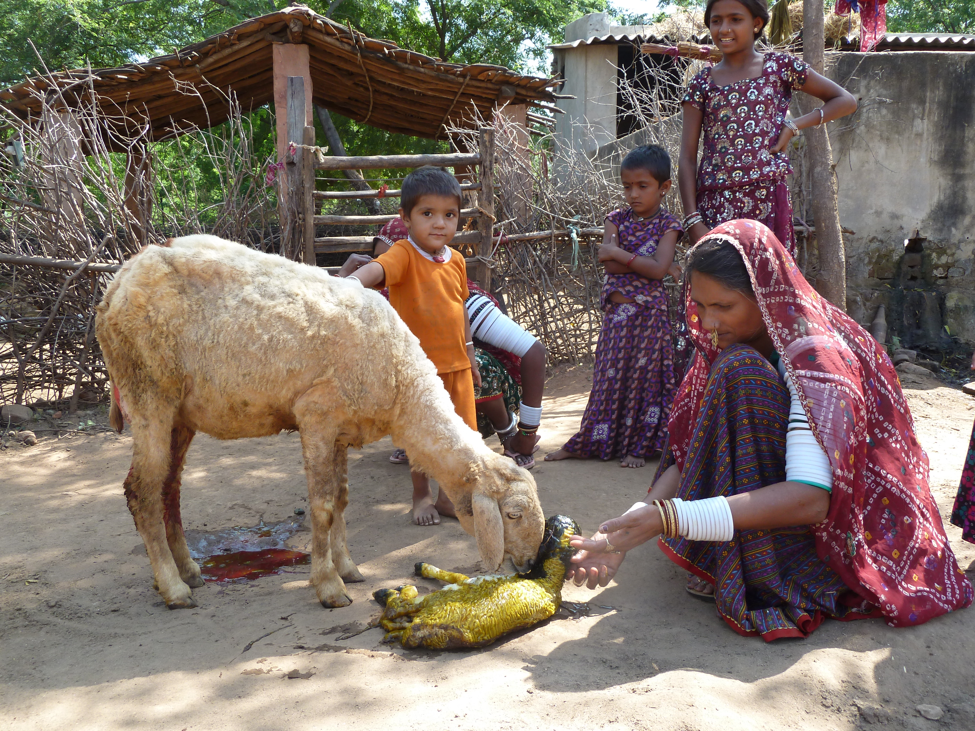 Naissance d'un agneau chez les Raïka du Rajasthan