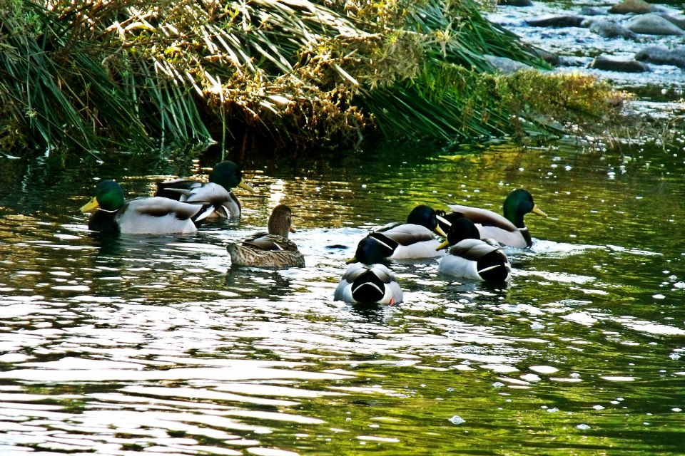 ducks