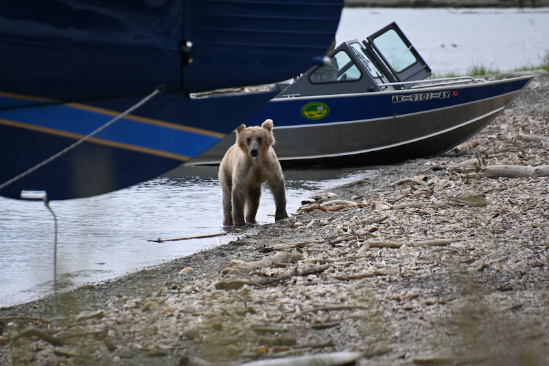 Bye Bears! and Bye Alaska! Susan Corbin