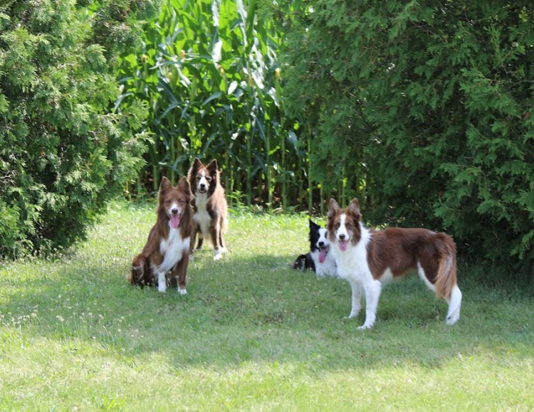 Move to stage 2 if dog is choosing to sit when you touch the latch. Crate Games Susan Garrett S Dog Training Blog