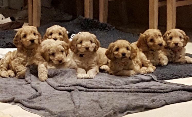 Cute cockapoo puppies gold