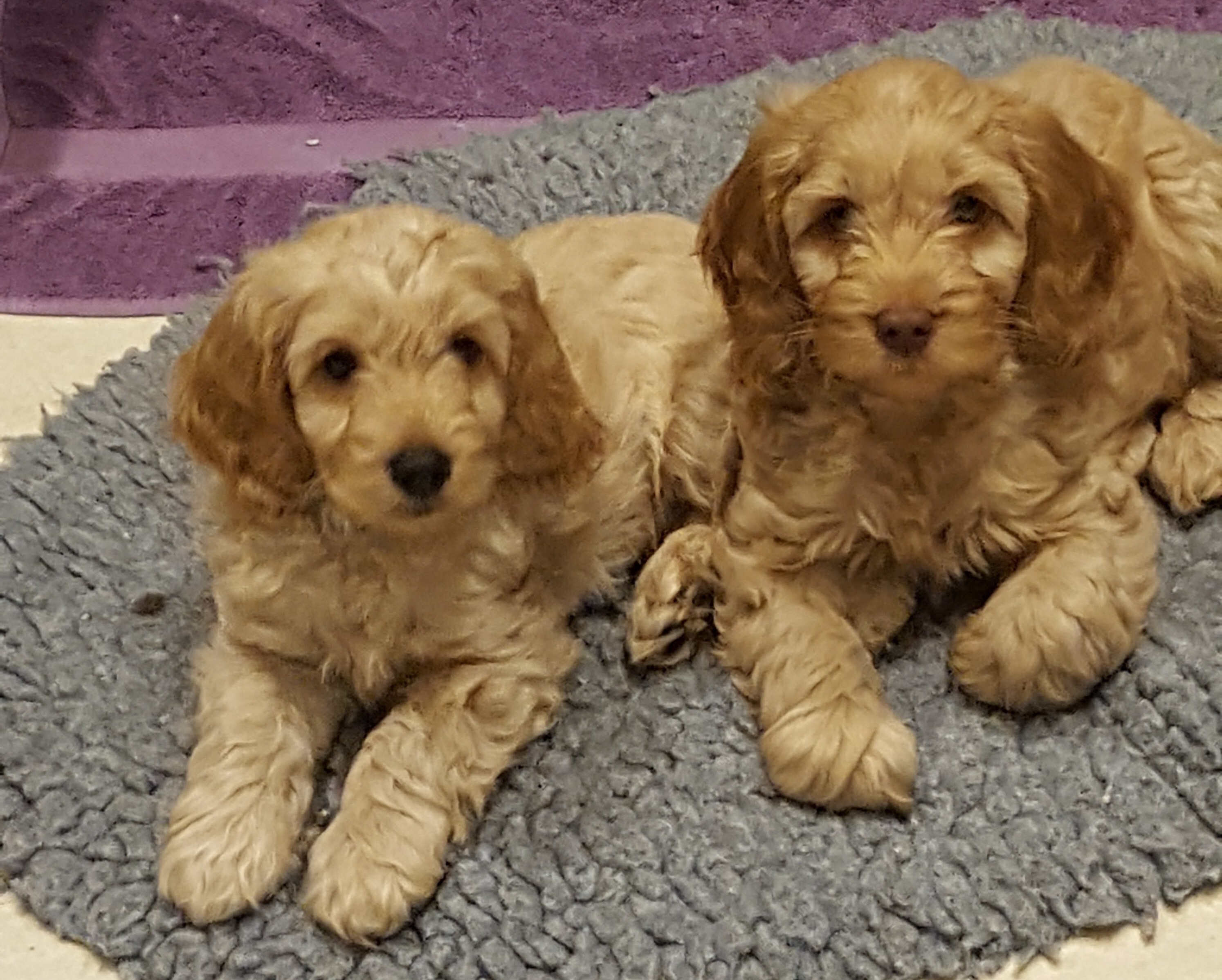 Cockapoo puppies for sale south east