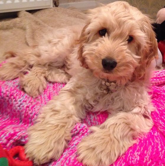 Cockapoo puppies south east