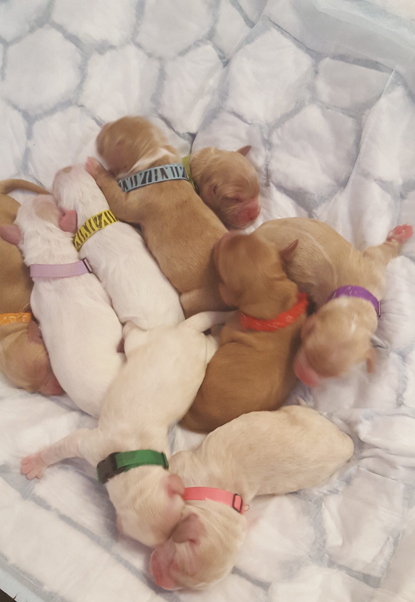 Newborn cockapoo puppies
