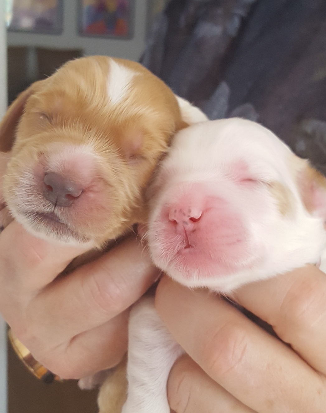 Newborn 2
