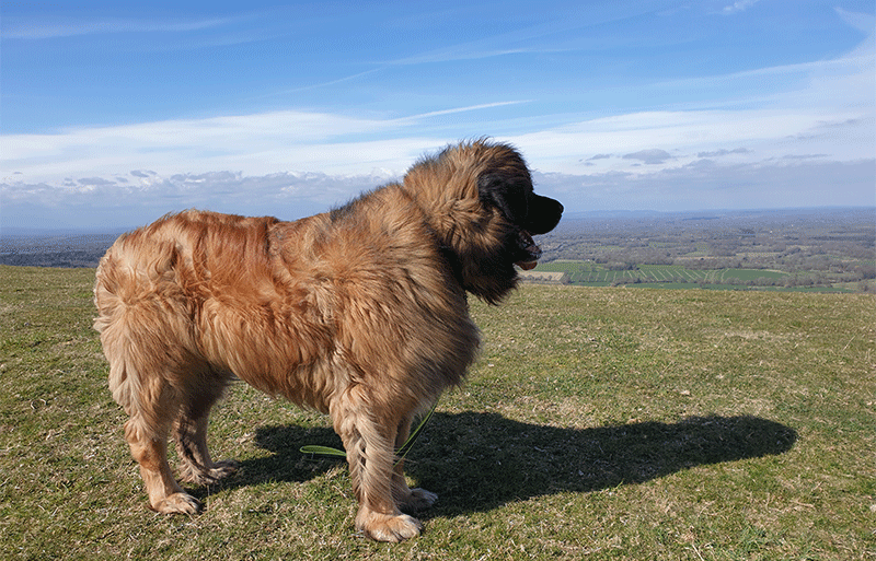 Sussex dogs