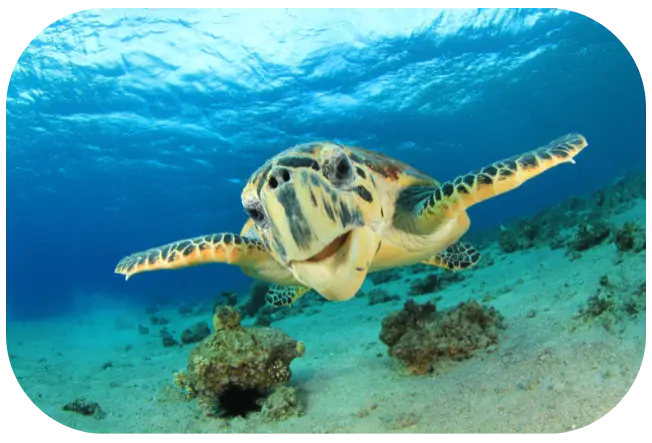 sea turtle