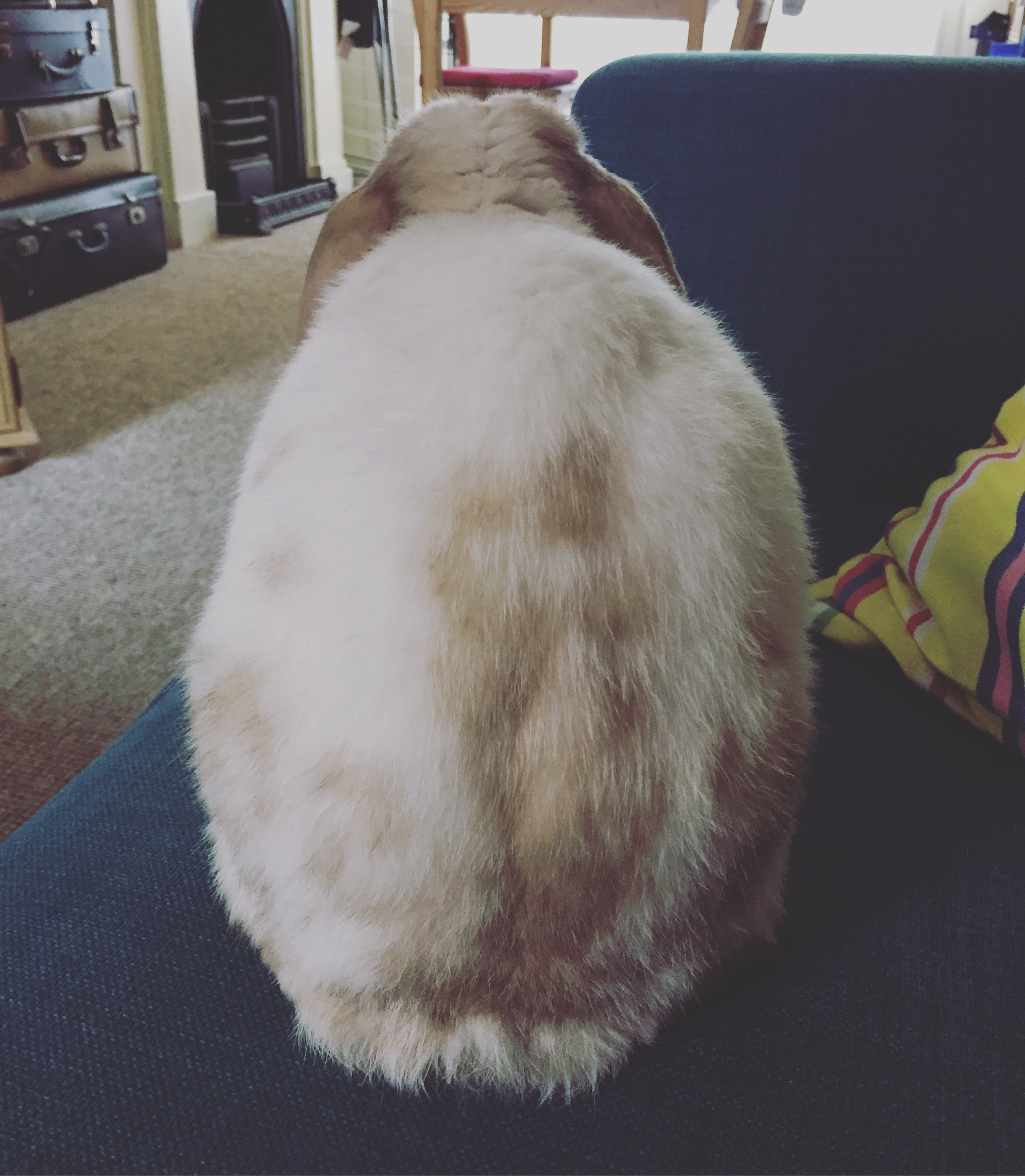 Paddy, the bunny who hates me