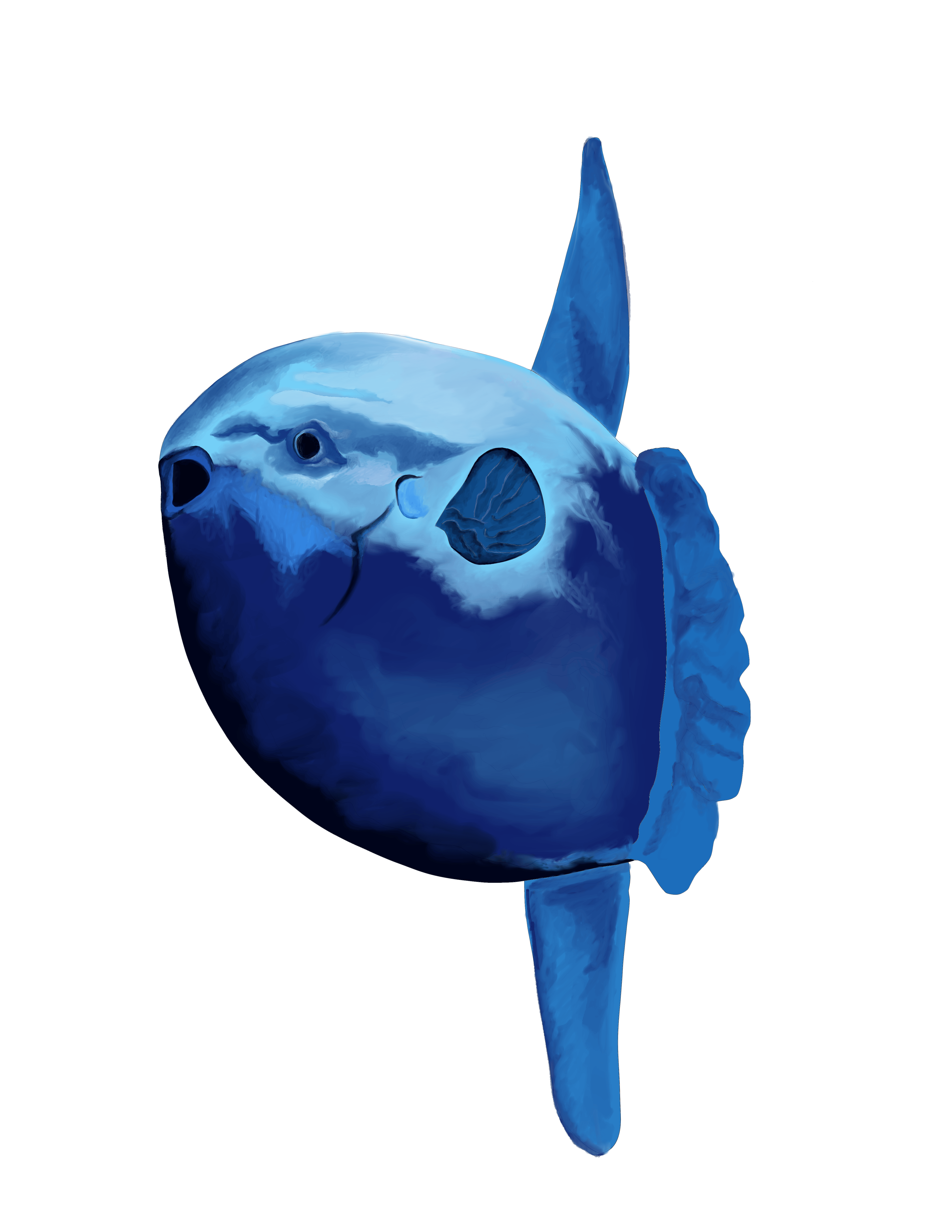 Sunfish