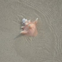Conch shell in the water