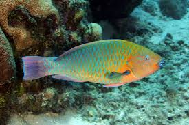 parrot fish
