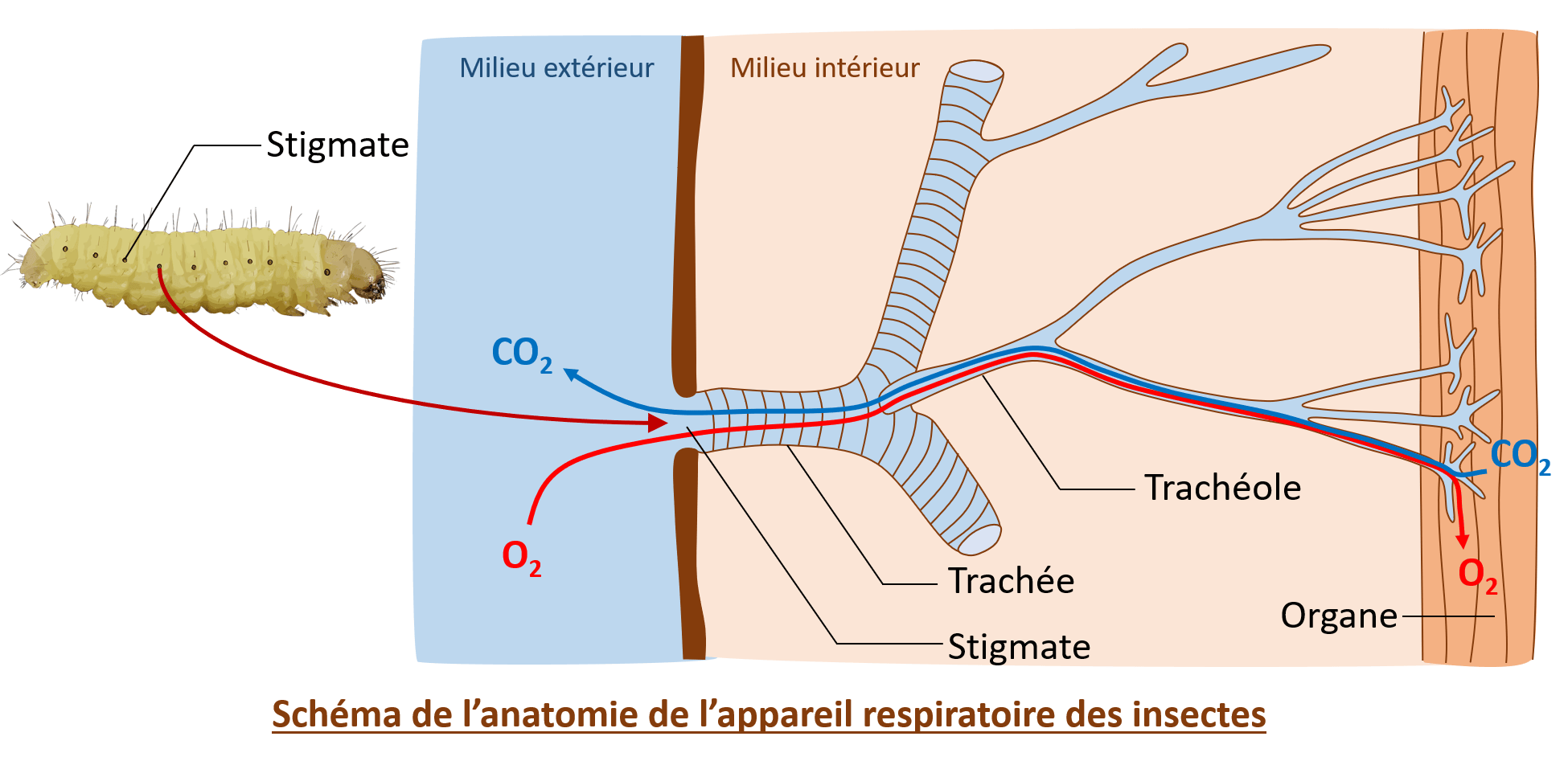 La respiration - S.V.T. Diderot