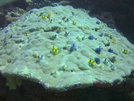 Quite an array of christmas tree worms