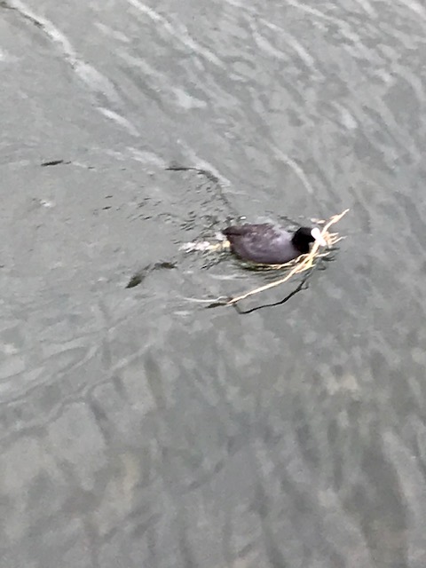 Coot busy building his nest