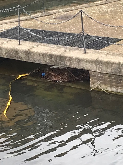 Nest site