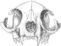 skull small