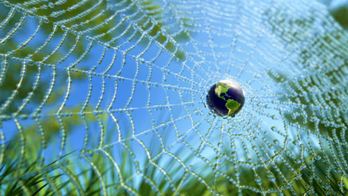 Our Interconnectedness: Our Shared Vision in This Current Web Called Life