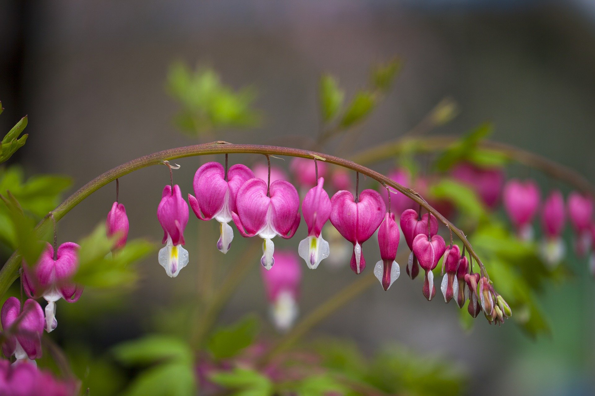 Bleeding heart