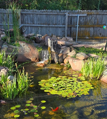 Photo of a pond with fish, water lies and aquatic plants