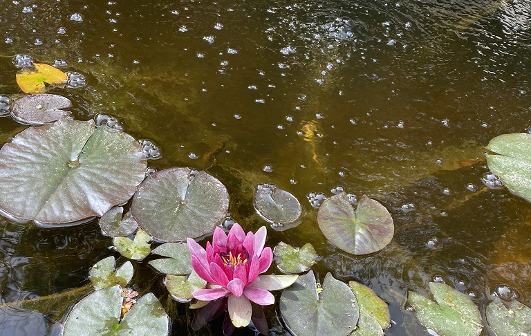 Photo of a pond with air bubbles and a pink water lily