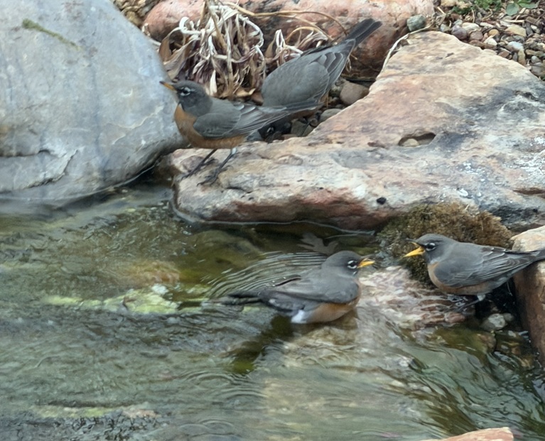 Birds bathing backyard pond