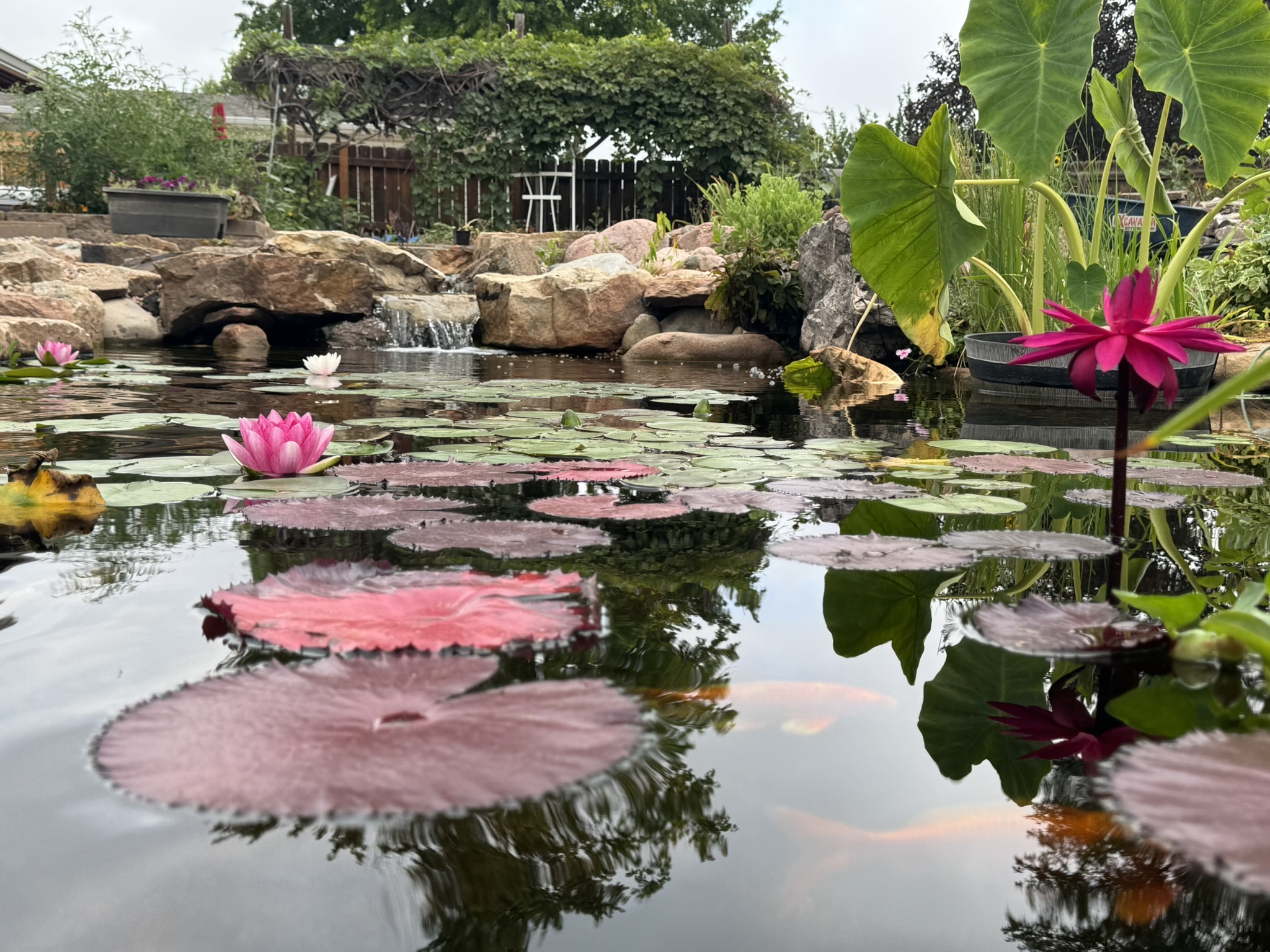 Photo of pond with water lilies
