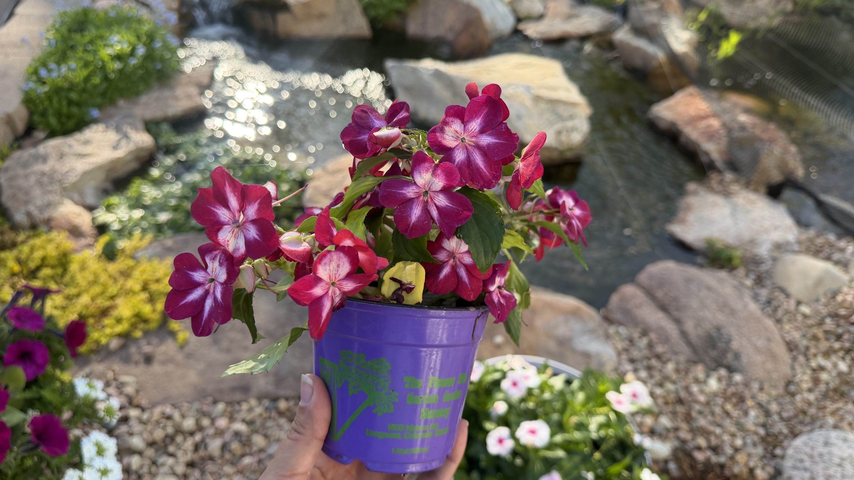 Photo of Pink Impatiens in purple pot