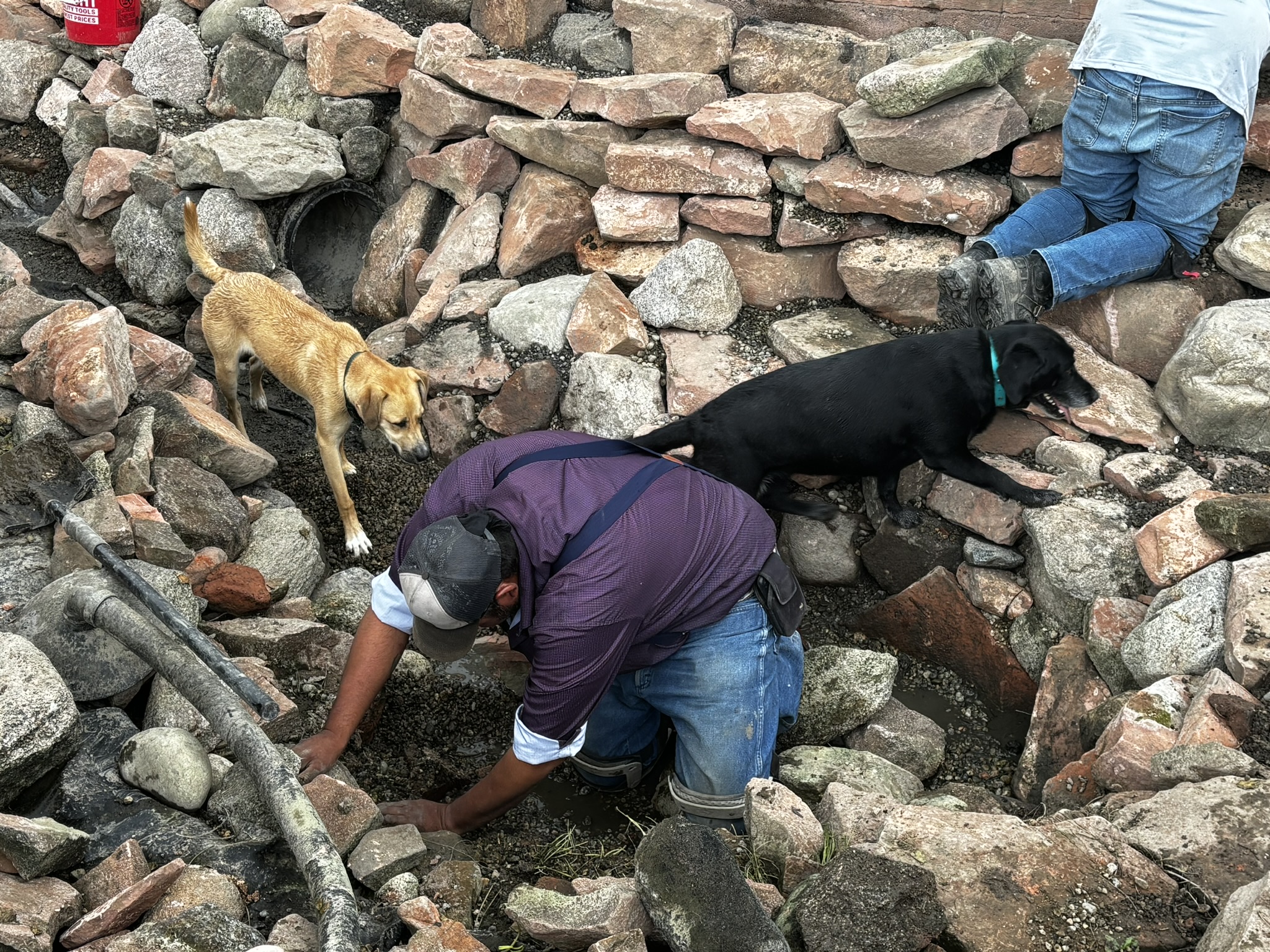 Photo of man hiding the 2" pipe as 2 dogs supervise