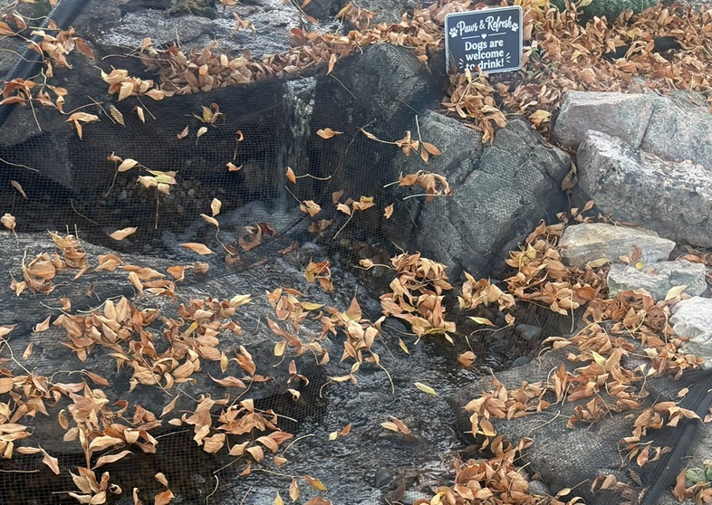 Photo of leaves in a net over a water feature