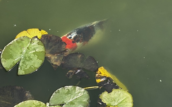 Photo of a white and orange koi hiding