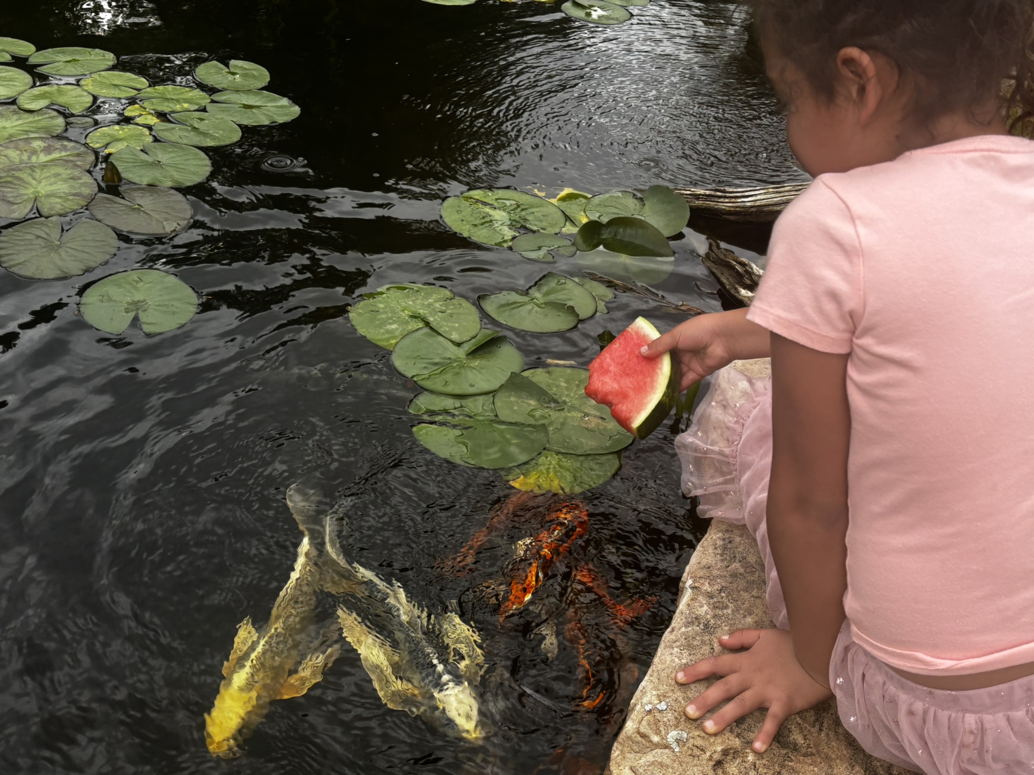 Photo of a girl in pink holding watermelon over a pond with fish